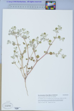 Tidestromia lanuginosa subsp. lanuginosa image