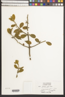 Phoradendron villosum subsp. villosum image