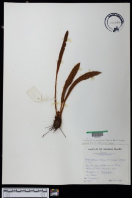 Elaphoglossum paleaceum image