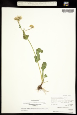Senecio dimorphophyllus image