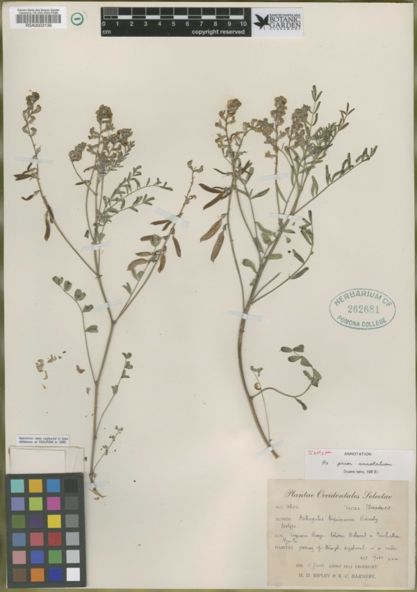 Astragalus toquimanus image