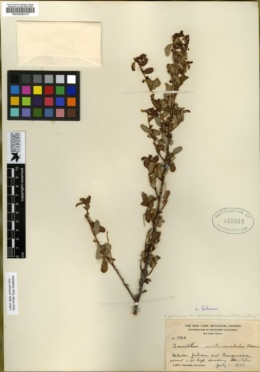 Ceanothus austromontanus image