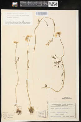Cardamine pratensis var. palustris image