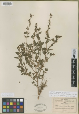 Cuphea viscosa image