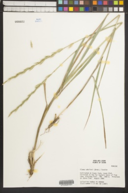 Image of Elymus abolinii