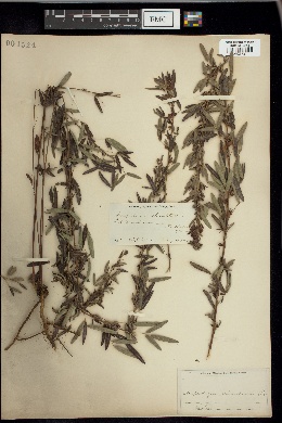 Lespedeza reticulata image