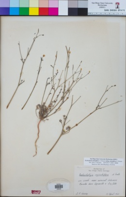 Eschscholzia minutiflora subsp. minutiflora image