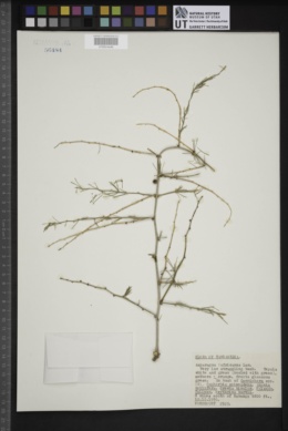 Asparagus africanus image