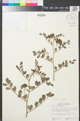 Image of Hosackia crassifolia