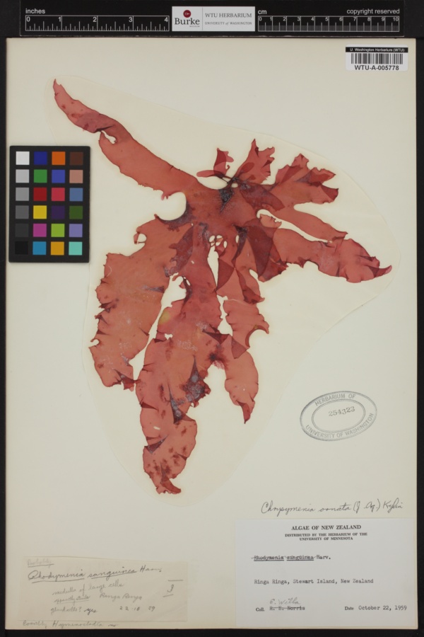 Chrysymenia ornata image