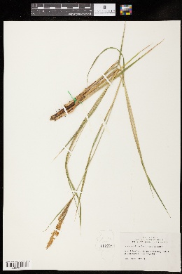 Carex stricta var. stricta image
