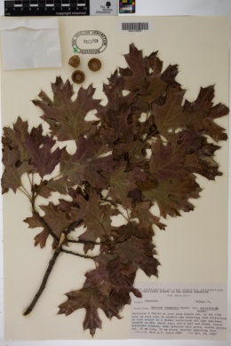 Quercus shumardii var. acerifolia image