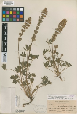 Lupinus culbertsonii image