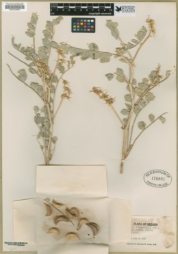 Astragalus beckwithii var. weiserensis image