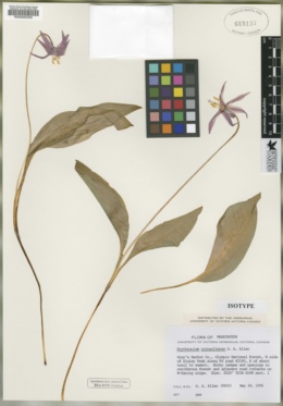 Image of Erythronium quinaultense