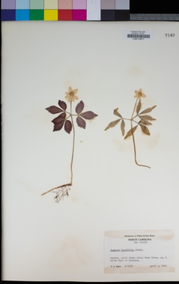 Image of Anemone lancifolia