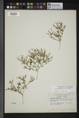 Polygala subspinosa var. heterorhyncha image