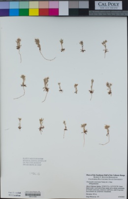 Chorizanthe uniaristata image
