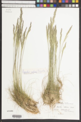 Agrostis curtisii image