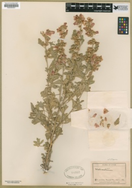 Sphaeralcea munroana subsp. subrhomboidea image