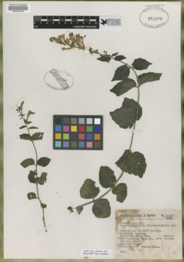 Image of Scutellaria blepharophylla