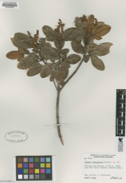 Image of Cunonia alticola