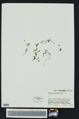 Image of Nemophila heterophylla