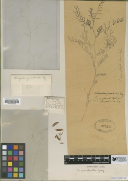 Astragalus gracilentus image