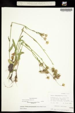 Image of Senecio dimorphophyllus
