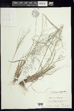 Eragrostis trichocolea image