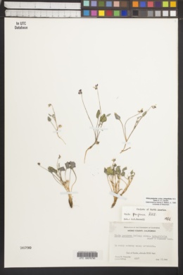 Viola purpurea subsp. integrifolia image