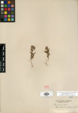 Image of Phacelia austromontana