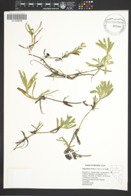 Image of Plagiobothrys mollis