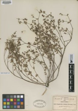 Euphorbia anychioides image
