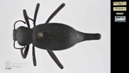 Steneleodes longicollis image