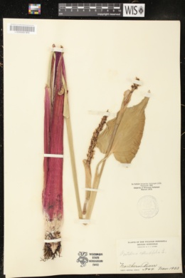 Pontederia rotundifolia image