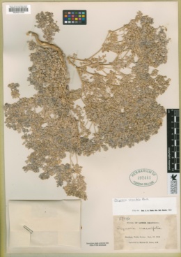 Drymaria holosteoides image