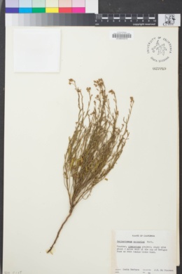 Image of Crocanthemum scoparium