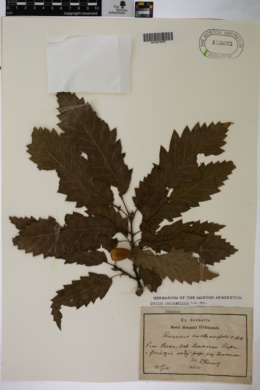 Quercus castaneifolia image