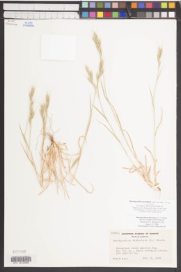 Brachypodium hybridum image