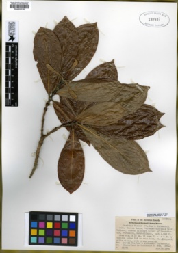 Image of Gardenia mannii