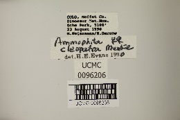 Ammophila cleopatra image
