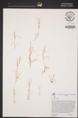 Dissanthelium californicum image