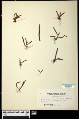 Adenophorus haalilioanus image
