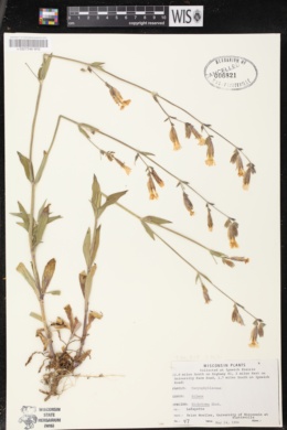 Image of Silene dichotoma subsp. dichotoma