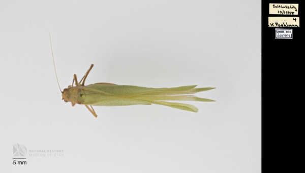 Phaneropterinae image