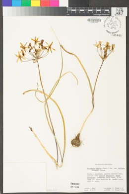 Bloomeria crocea var. montana image