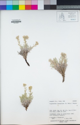 Image of Oreocarya caespitosa
