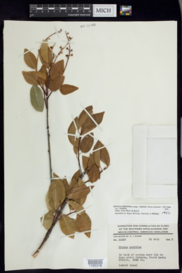 Prunus serotina subsp. virens image