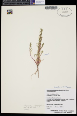 Chenopodium humile image